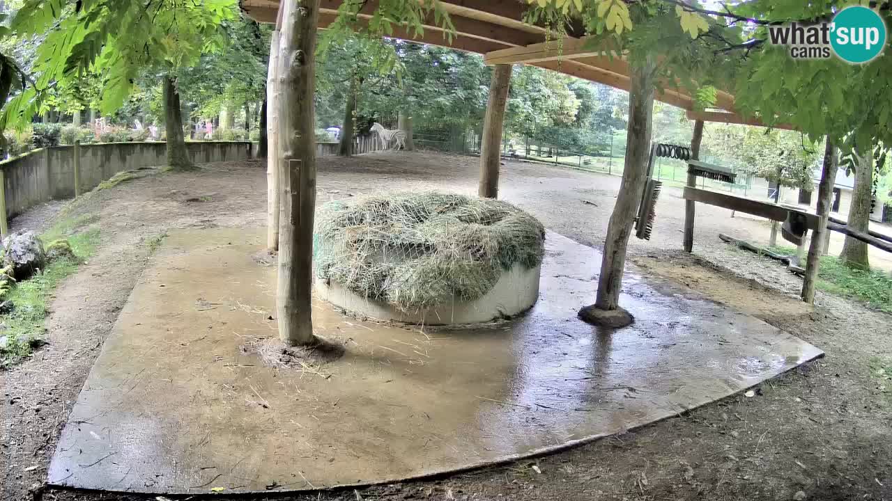 Live webcam Zebras in Ljubljana ZOO – Slovenia