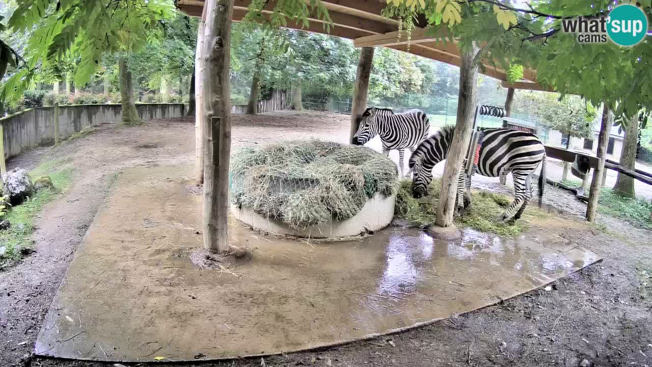 Live webcam Les zèbres in Ljubljana ZOO – Slovénie