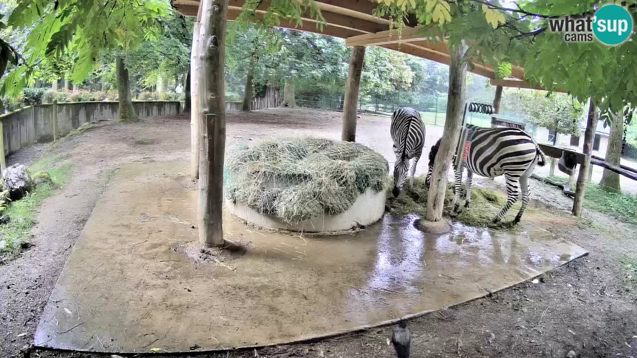 Zebre v živo v živalskem vrtu Ljubljana ZOO spletne kamere