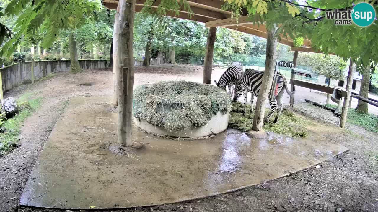 Camera en vivo Cebras in Ljubljana ZOO – Eslovenia