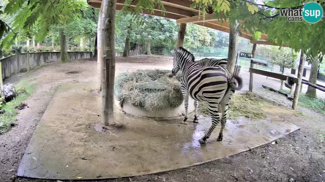 Web kamera uživo Zebras u ZOO Ljubljana – Slovenija