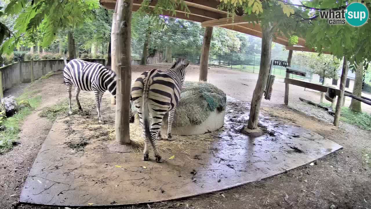 Web kamera uživo Zebras u ZOO Ljubljana – Slovenija