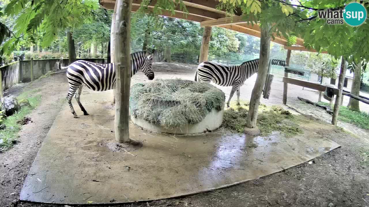 Web kamera uživo Zebras u ZOO Ljubljana – Slovenija