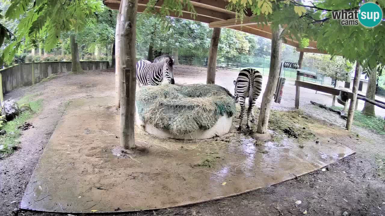 Live Webcam Zebras in Ljubljana ZOO – Slowenien