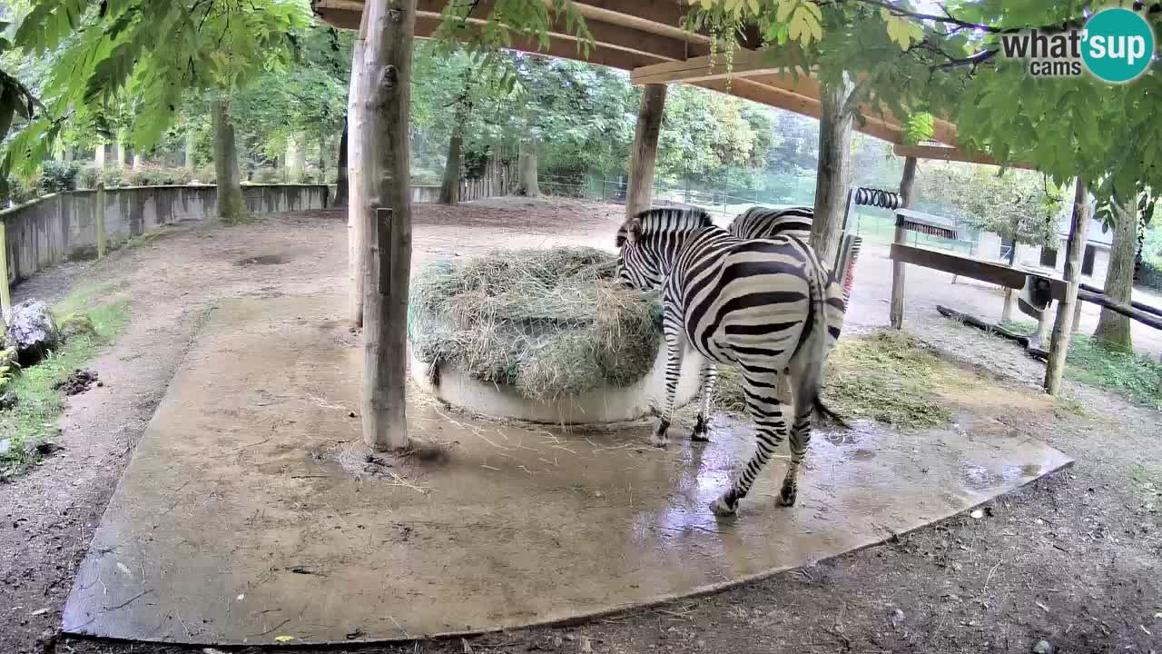 Live Webcam Zebras in Ljubljana ZOO – Slowenien