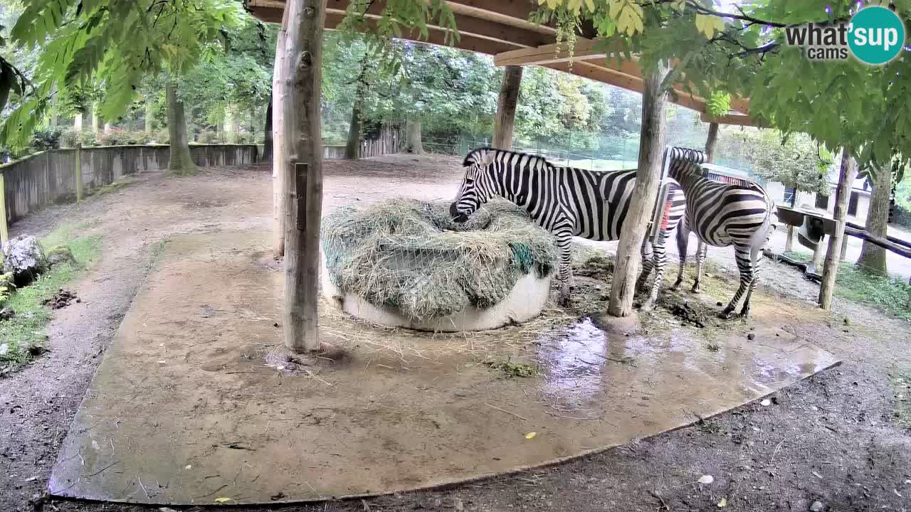 Web kamera uživo Zebras u ZOO Ljubljana – Slovenija