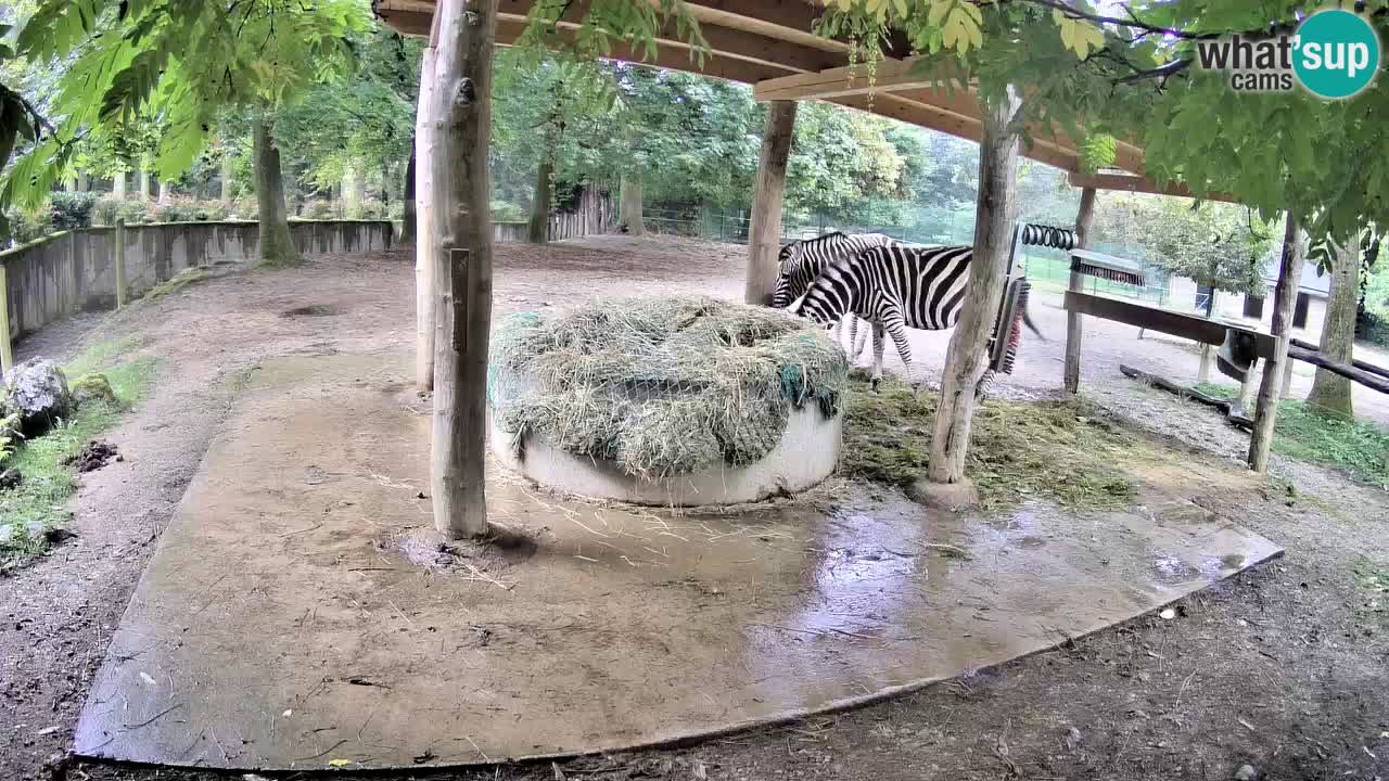 Web kamera uživo Zebras u ZOO Ljubljana – Slovenija