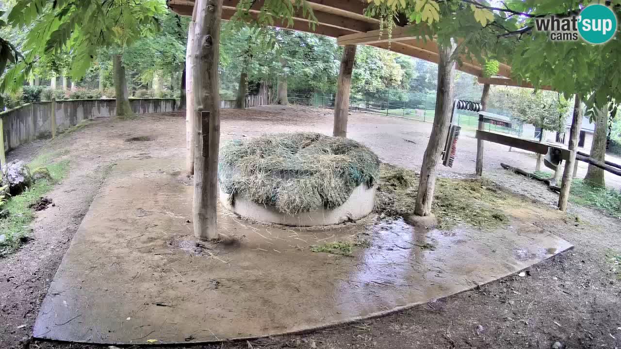 Live webcam Les zèbres in Ljubljana ZOO – Slovénie