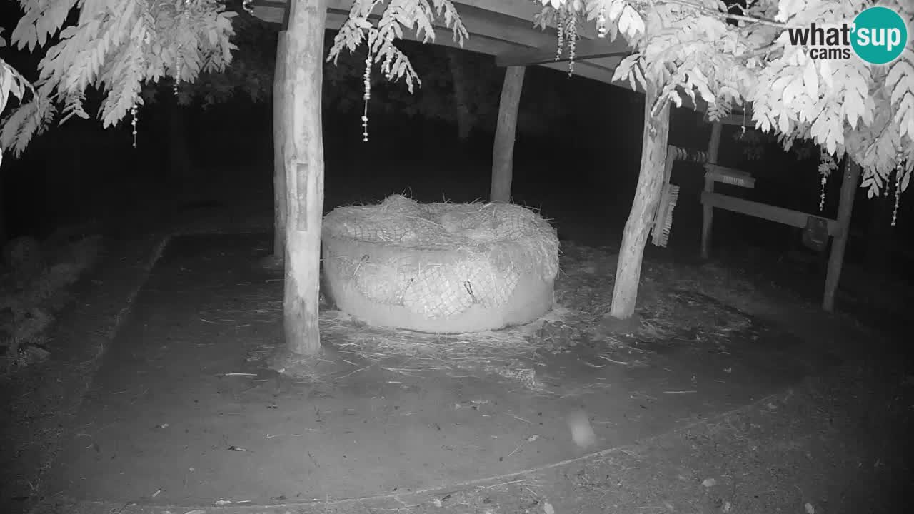 Live webcam Zebras in Ljubljana ZOO – Slovenia
