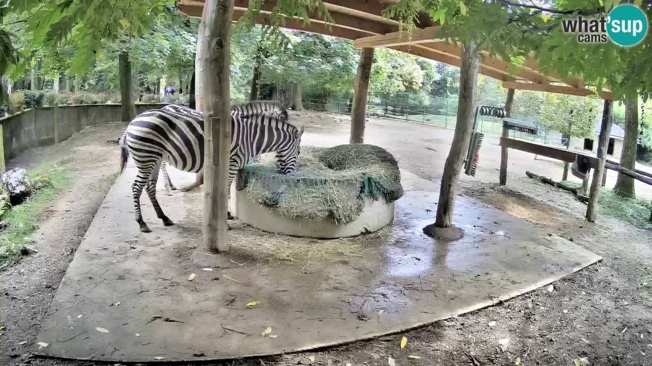 Live Webcam Zebras in Ljubljana ZOO – Slowenien