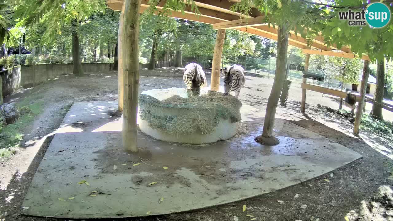 Zebre v živo v živalskem vrtu Ljubljana ZOO spletne kamere