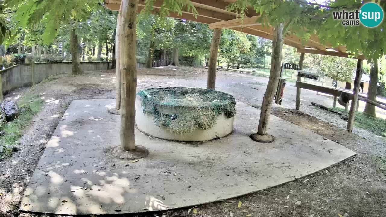 Zebre v živo v živalskem vrtu Ljubljana ZOO spletne kamere