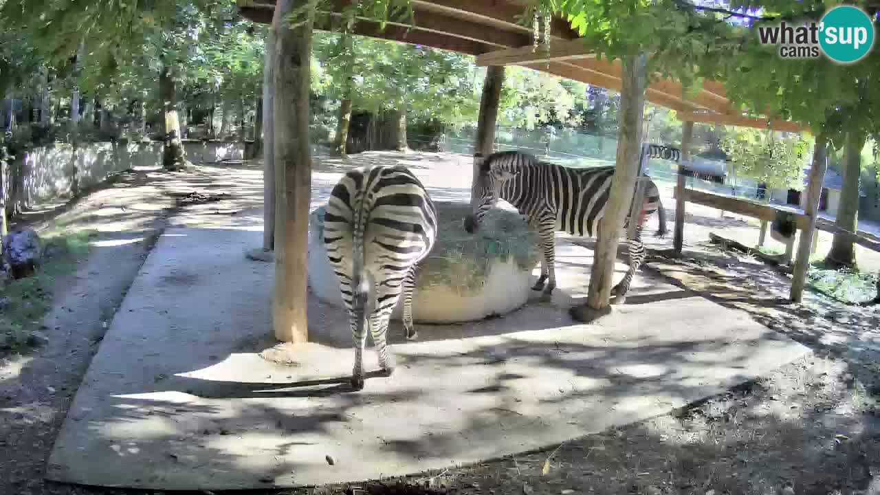 Live Webcam Zebras in Ljubljana ZOO – Slowenien
