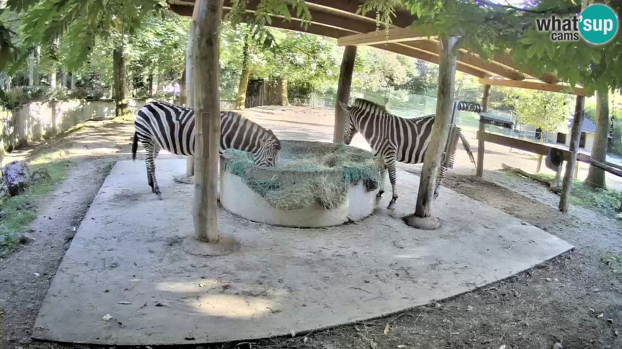 Camera en vivo Cebras in Ljubljana ZOO – Eslovenia