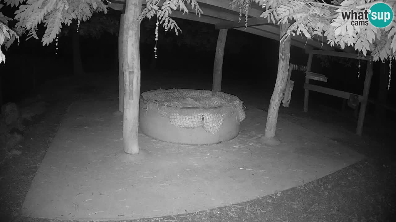 Zebre v živo v živalskem vrtu Ljubljana ZOO spletne kamere