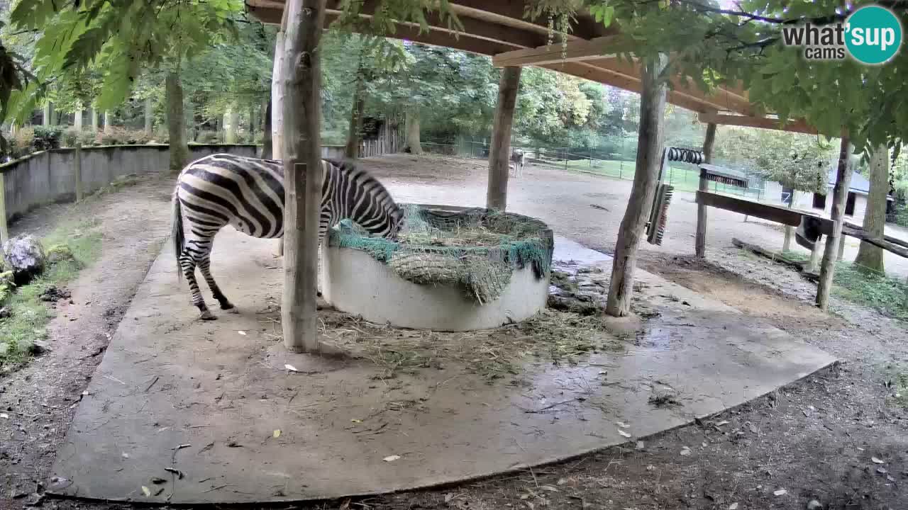 Live webcam Les zèbres in Ljubljana ZOO – Slovénie