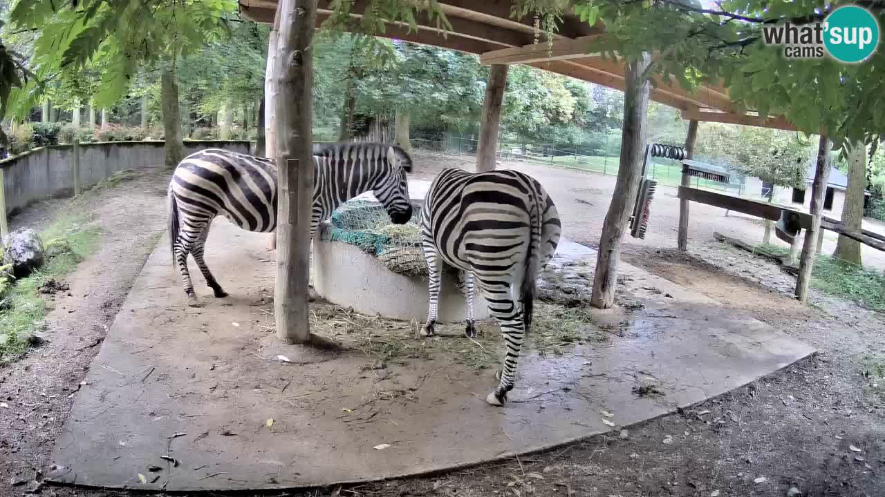 Le Zebre nello ZOO di Ljubljana – Slovenia Live webcam