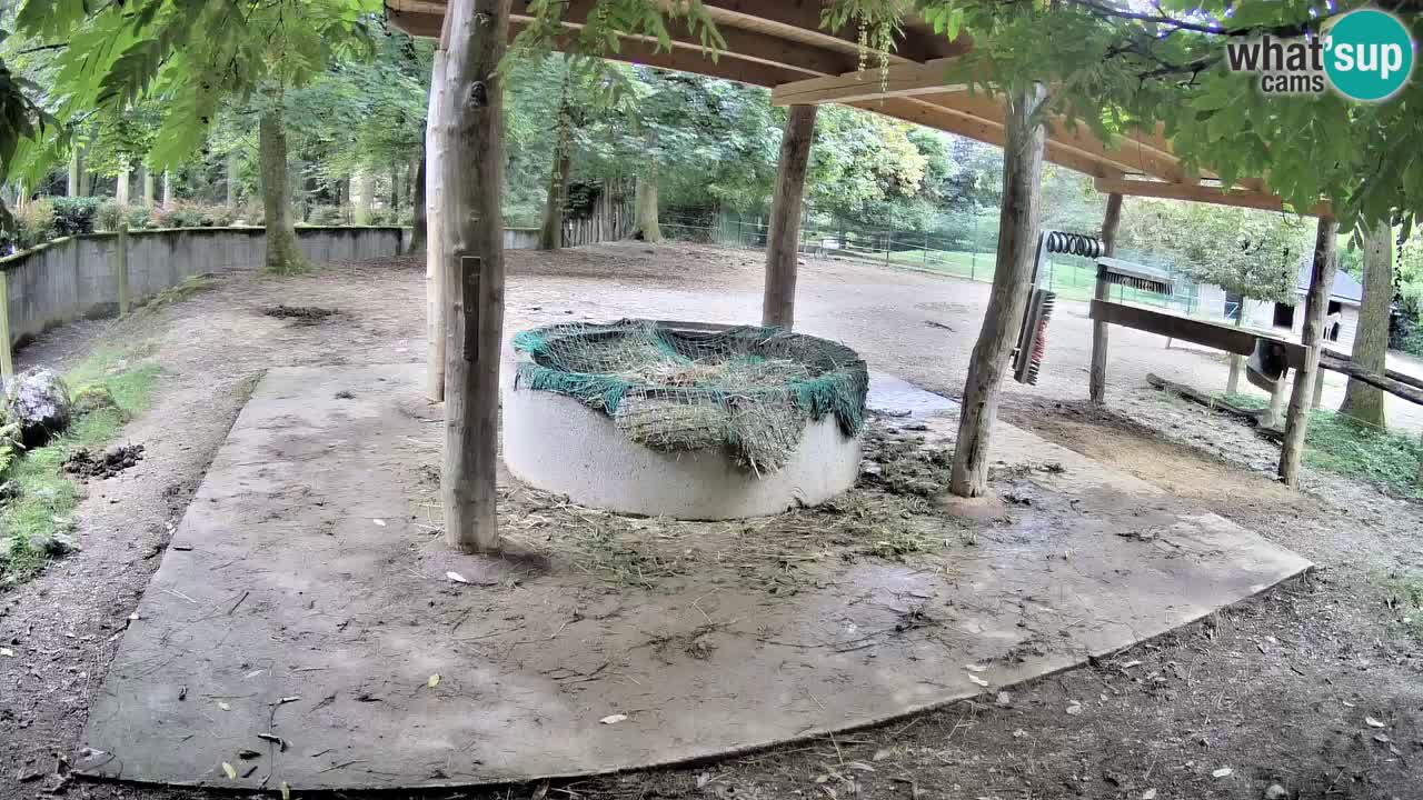 Camera en vivo Cebras in Ljubljana ZOO – Eslovenia