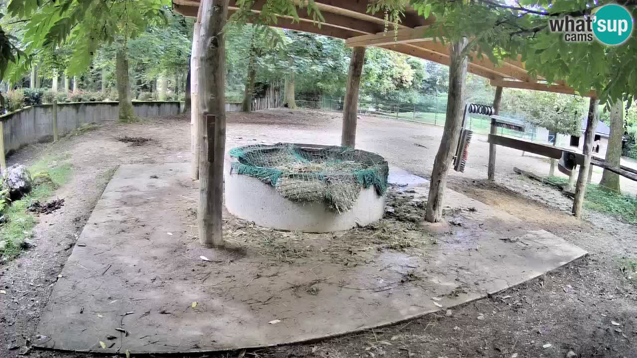 Web kamera uživo Zebras u ZOO Ljubljana – Slovenija