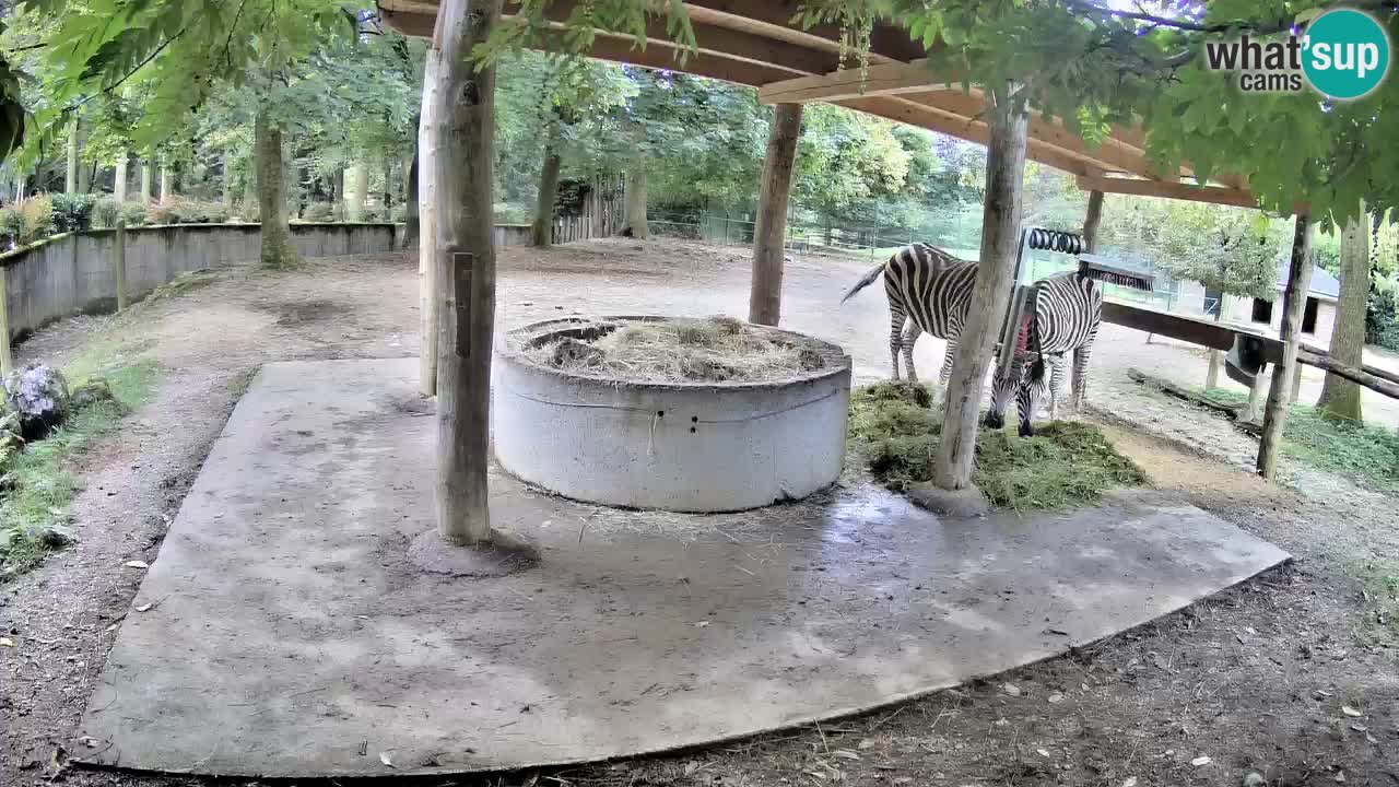 Live webcam Zebras in Ljubljana ZOO – Slovenia
