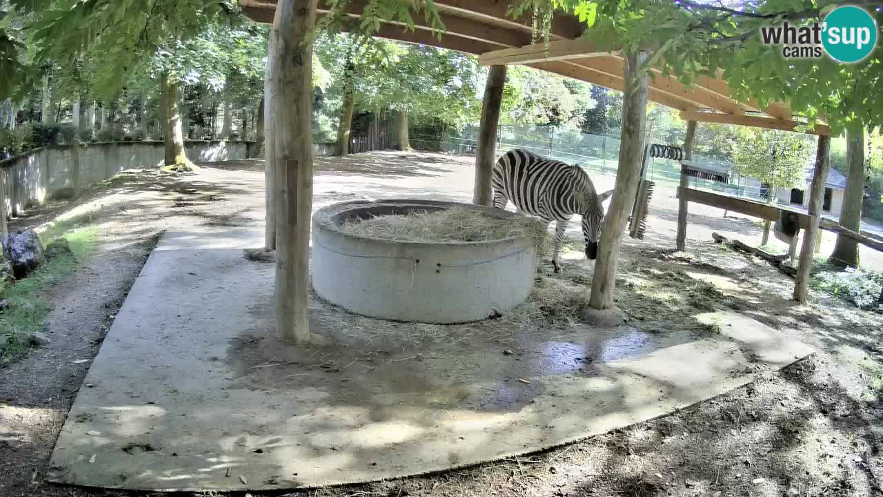 Live webcam Zebras in Ljubljana ZOO – Slovenia