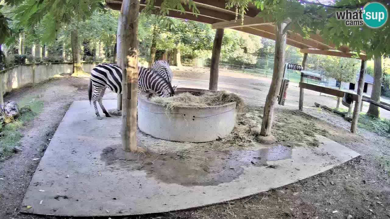 Camera en vivo Cebras in Ljubljana ZOO – Eslovenia