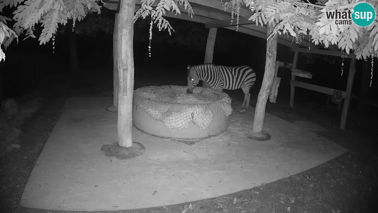 Le Zebre nello ZOO di Ljubljana – Slovenia Live webcam