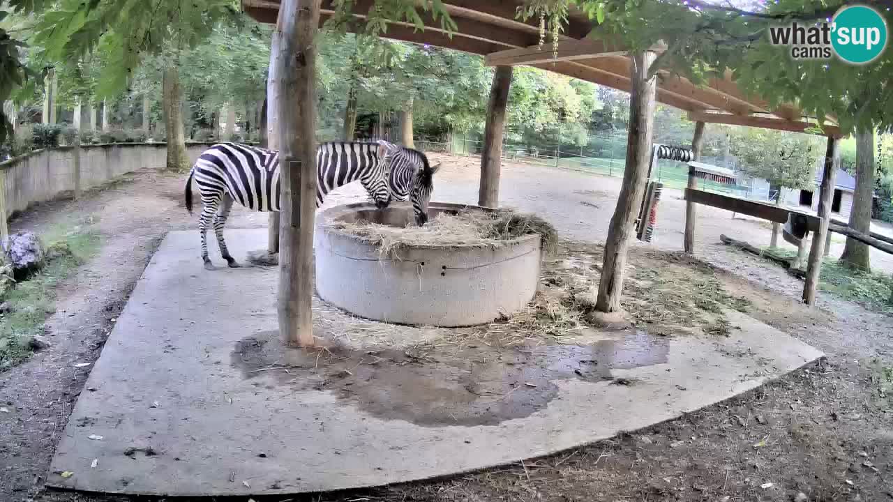 Camera en vivo Cebras in Ljubljana ZOO – Eslovenia