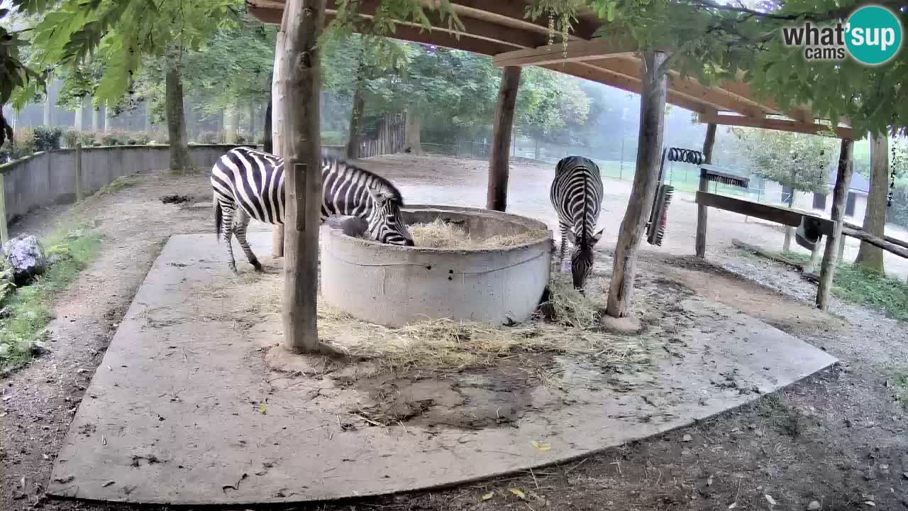 Live webcam Zebras in Ljubljana ZOO – Slovenia