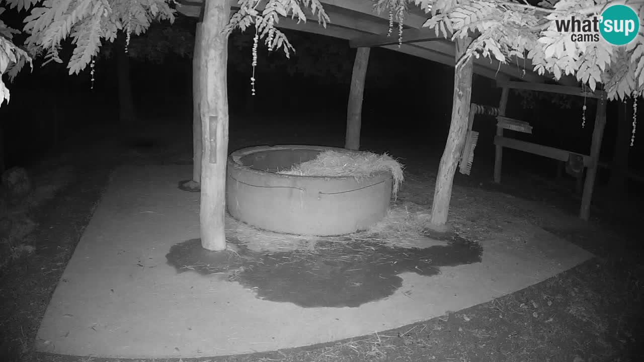 Live webcam Les zèbres in Ljubljana ZOO – Slovénie