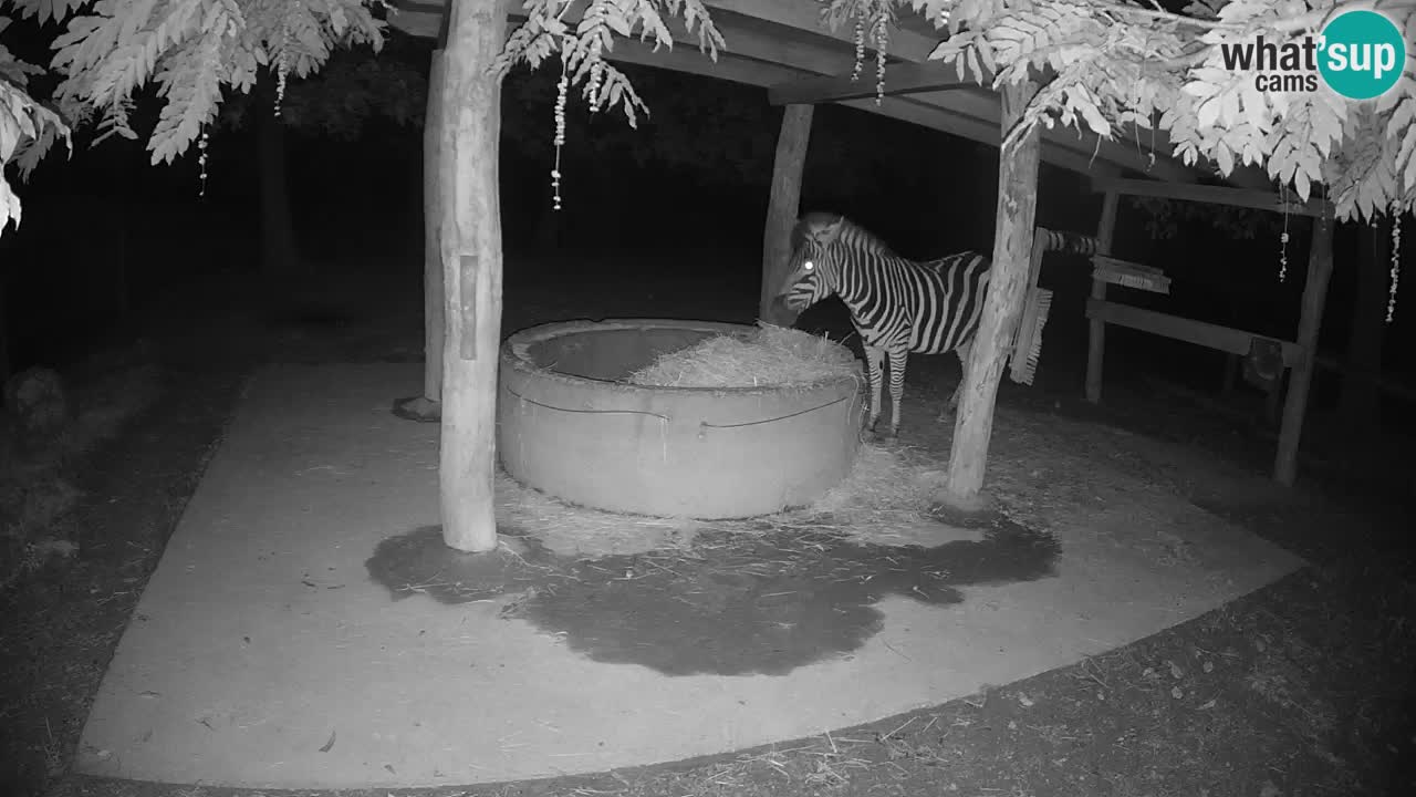 Live webcam Les zèbres in Ljubljana ZOO – Slovénie