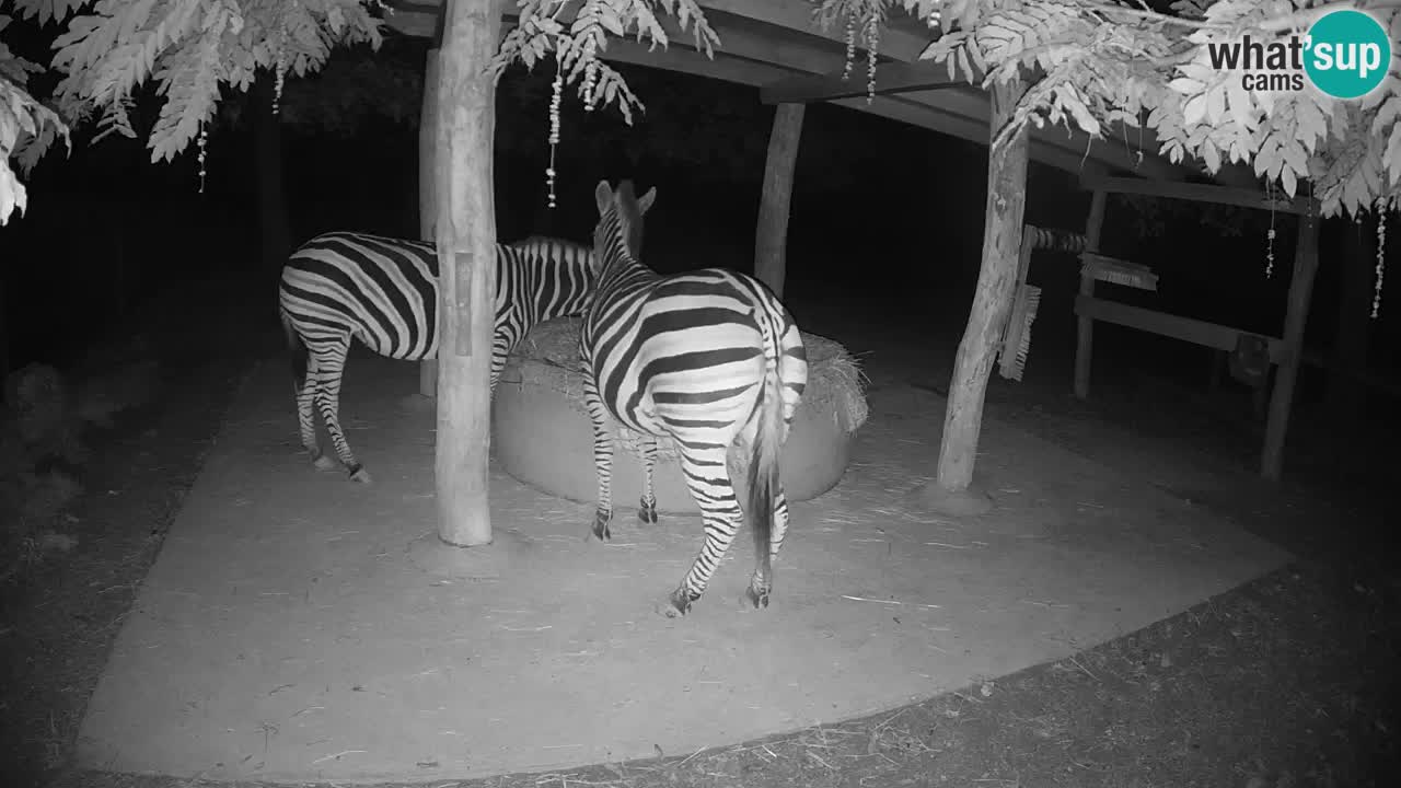 Zebre v živo v živalskem vrtu Ljubljana ZOO spletne kamere