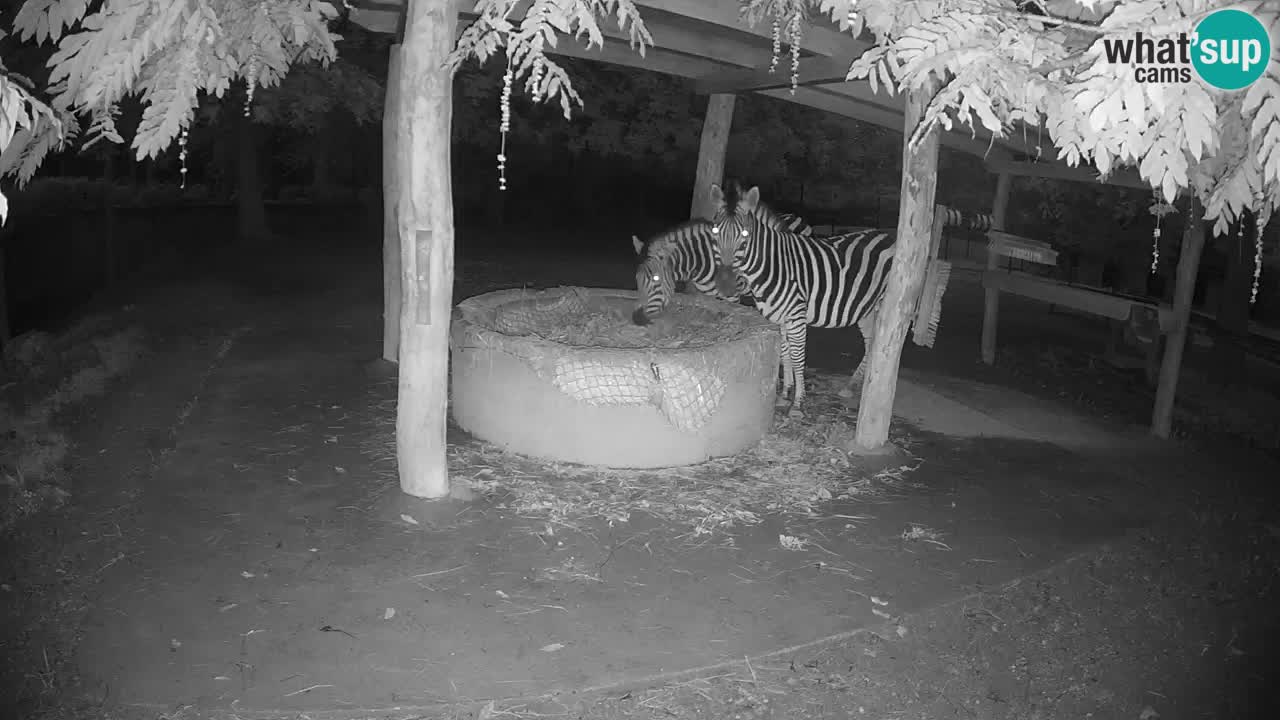 Live webcam Zebras in Ljubljana ZOO – Slovenia