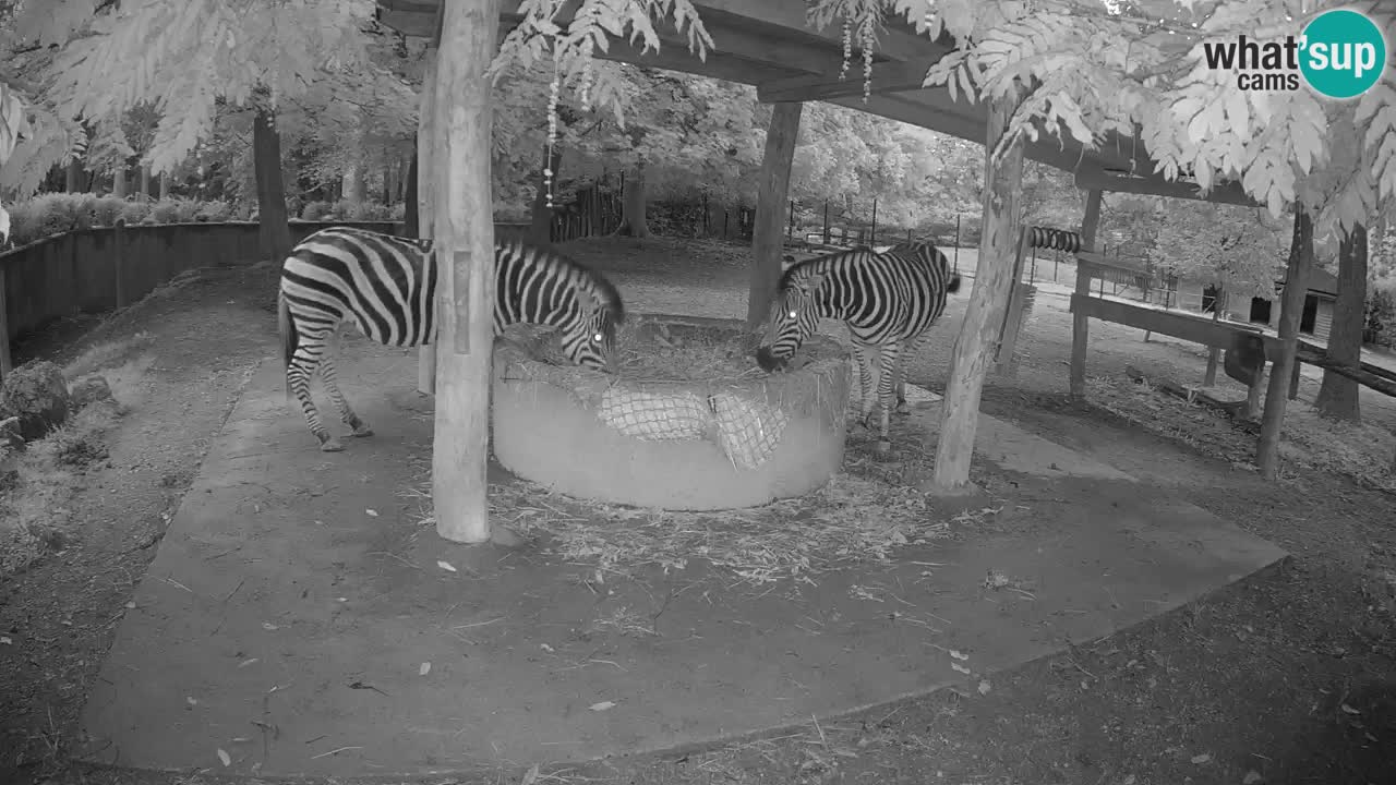 Live webcam Zebras in Ljubljana ZOO – Slovenia