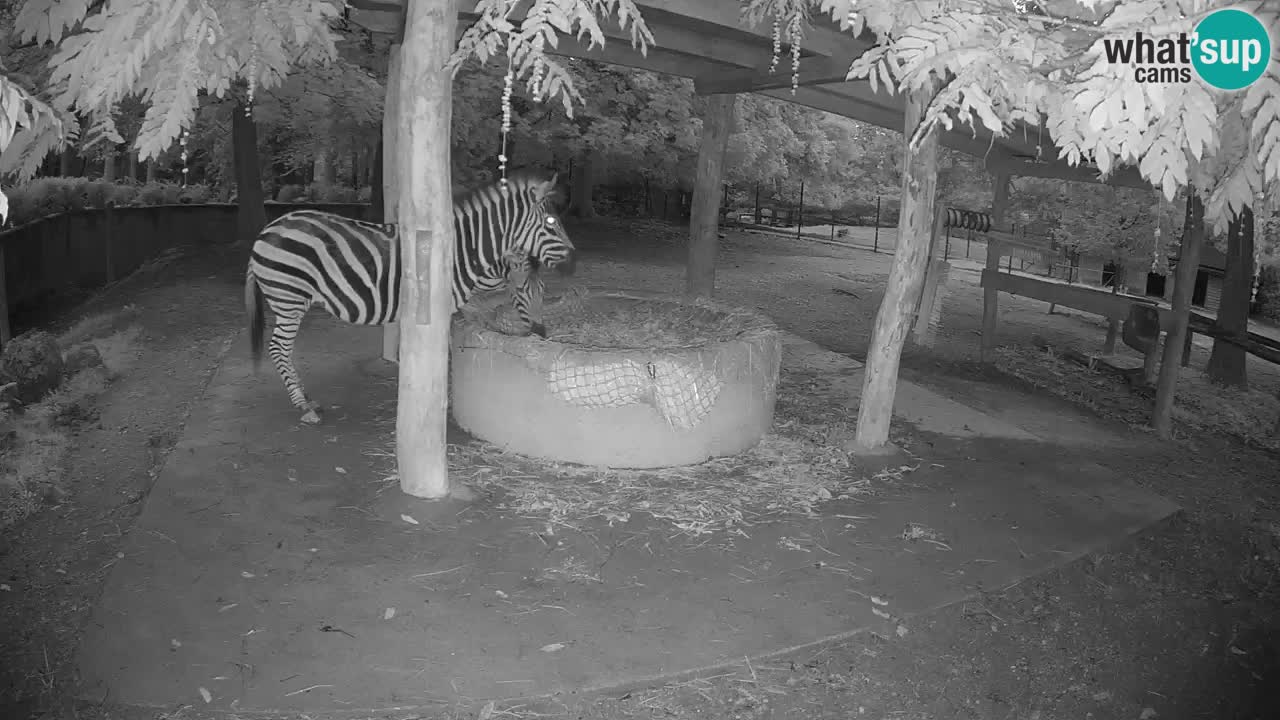 Live webcam Zebras in Ljubljana ZOO – Slovenia