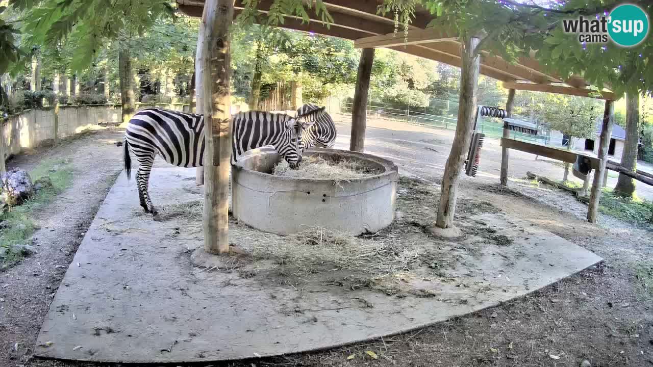 Zebre v živo v živalskem vrtu Ljubljana ZOO spletne kamere
