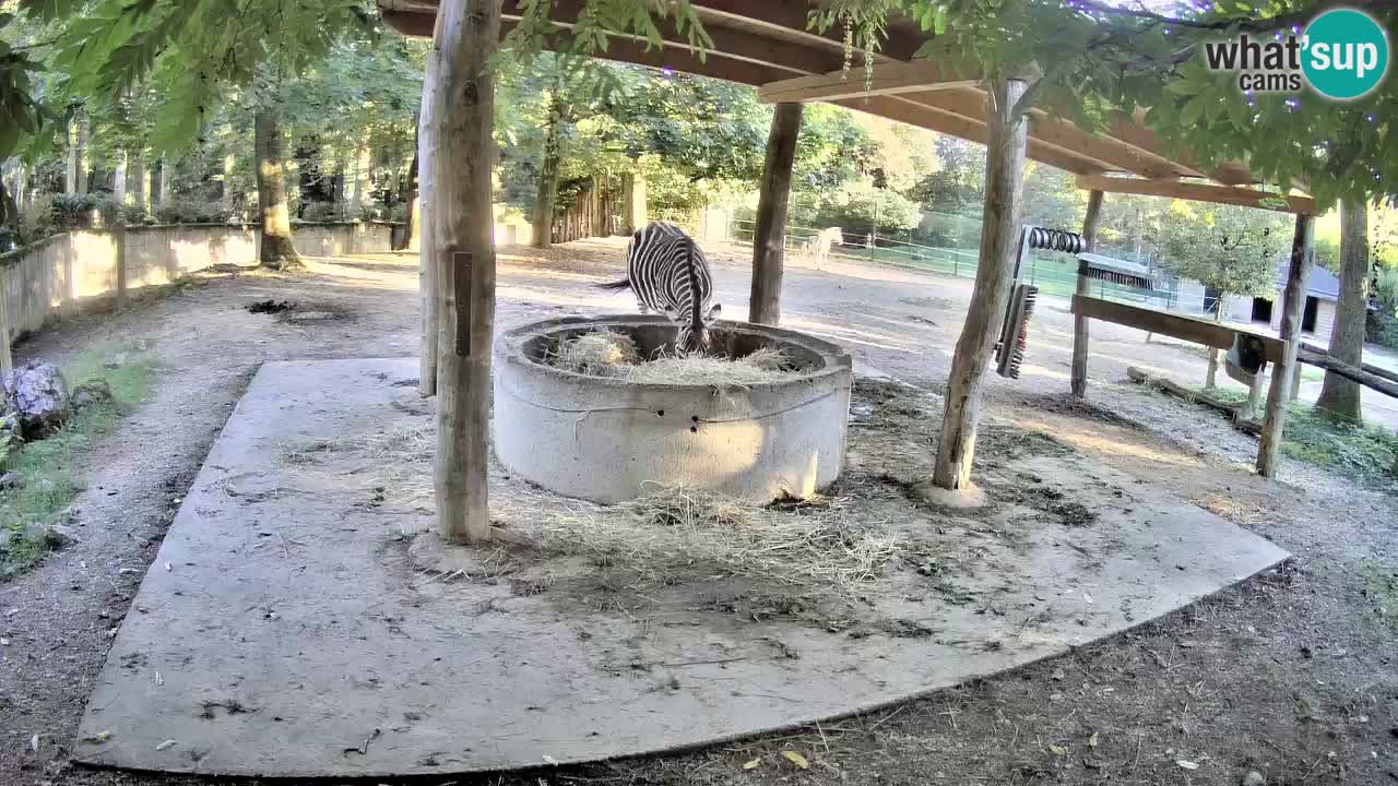 Web kamera uživo Zebras u ZOO Ljubljana – Slovenija