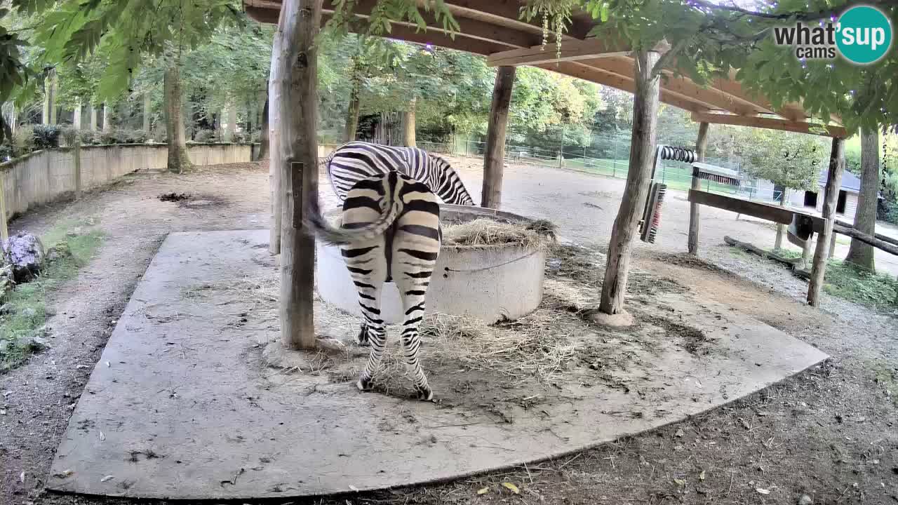Live webcam Les zèbres in Ljubljana ZOO – Slovénie