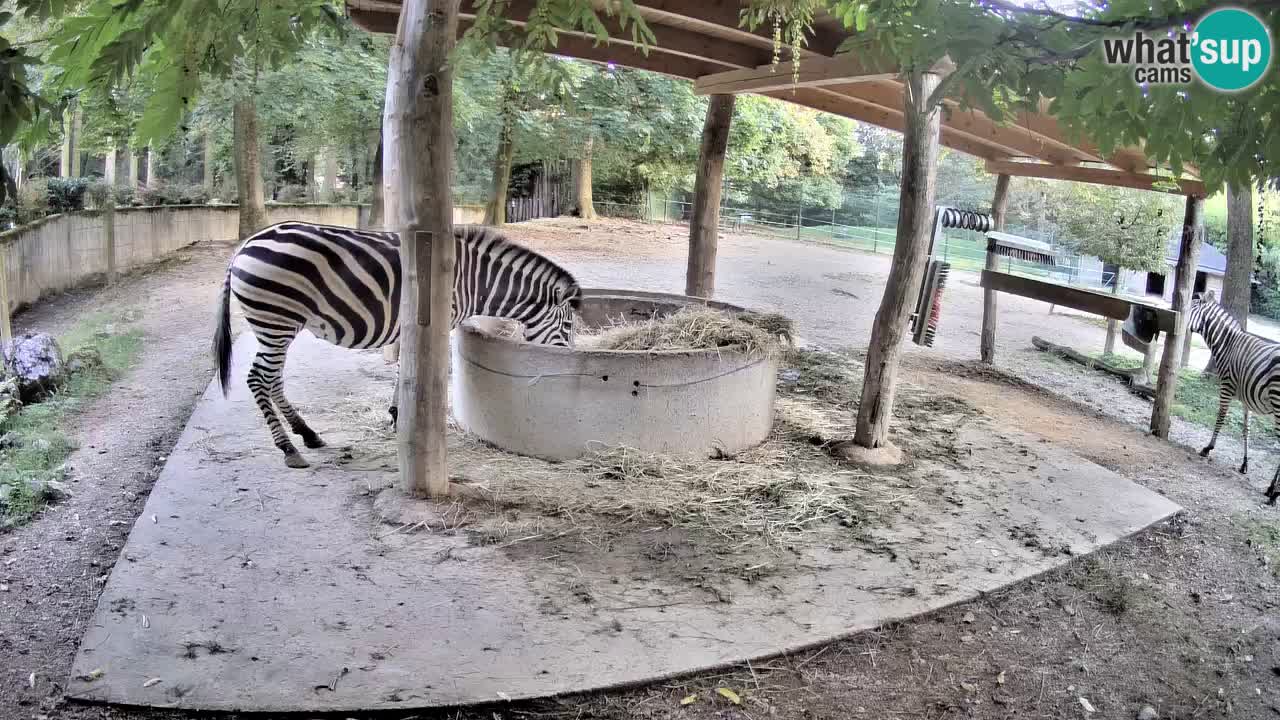 Live webcam Zebras in Ljubljana ZOO – Slovenia