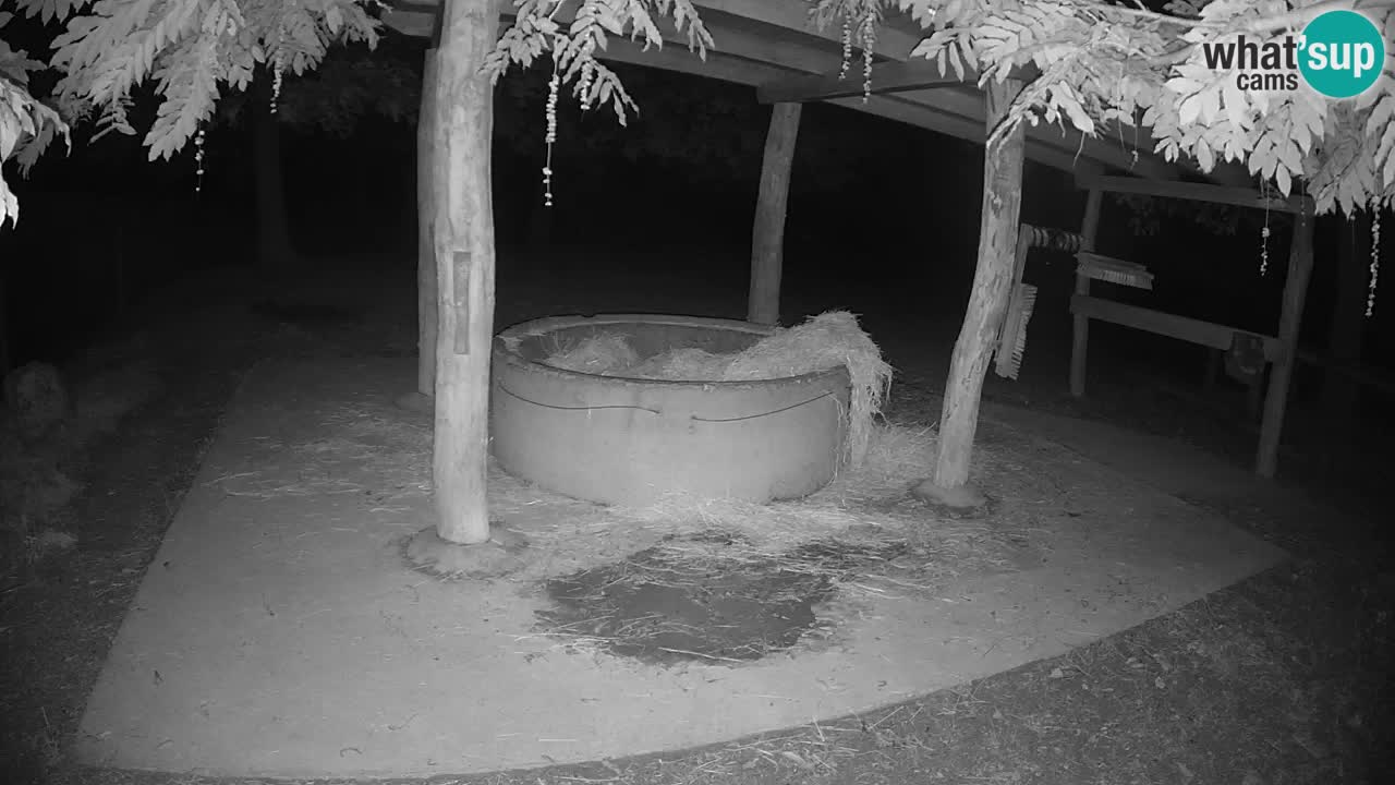 Le Zebre nello ZOO di Ljubljana – Slovenia Live webcam