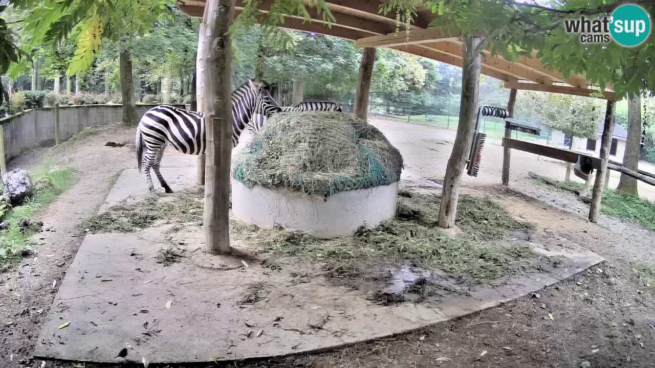 Web kamera uživo Zebras u ZOO Ljubljana – Slovenija