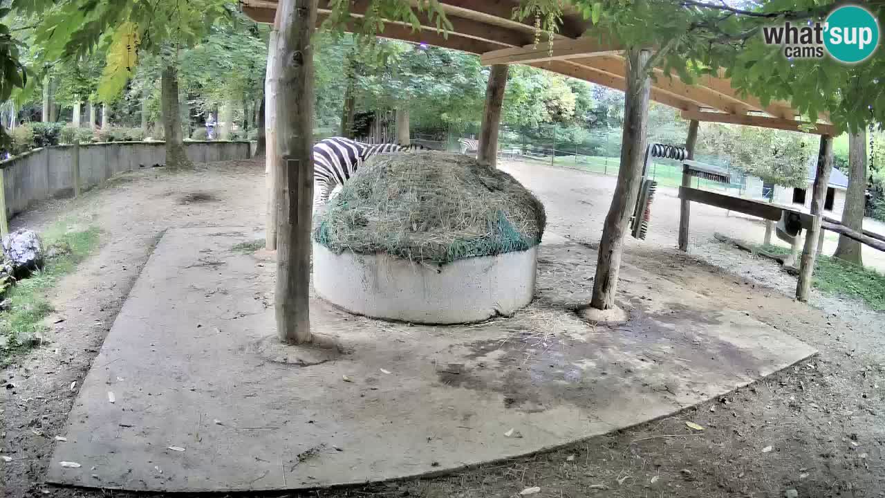 Live webcam Zebras in Ljubljana ZOO – Slovenia