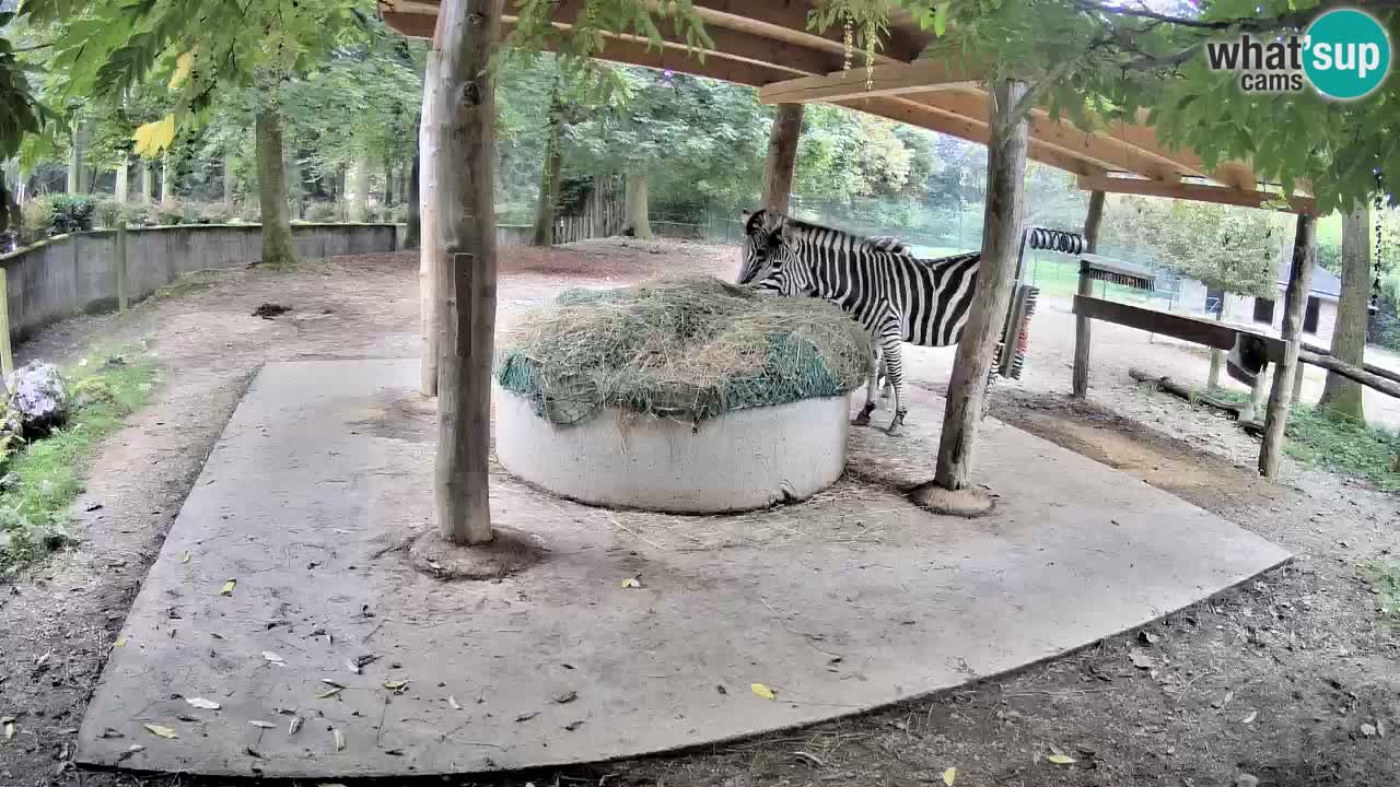 Camera en vivo Cebras in Ljubljana ZOO – Eslovenia