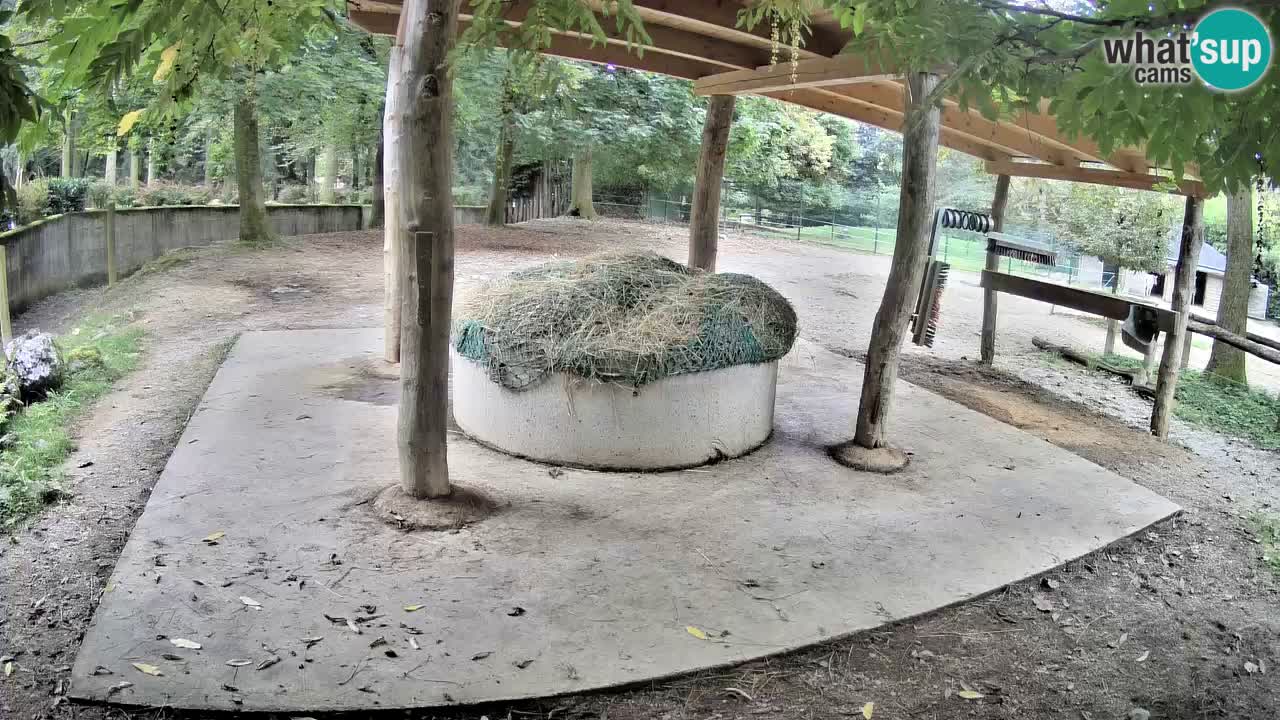 Live Webcam Zebras in Ljubljana ZOO – Slowenien