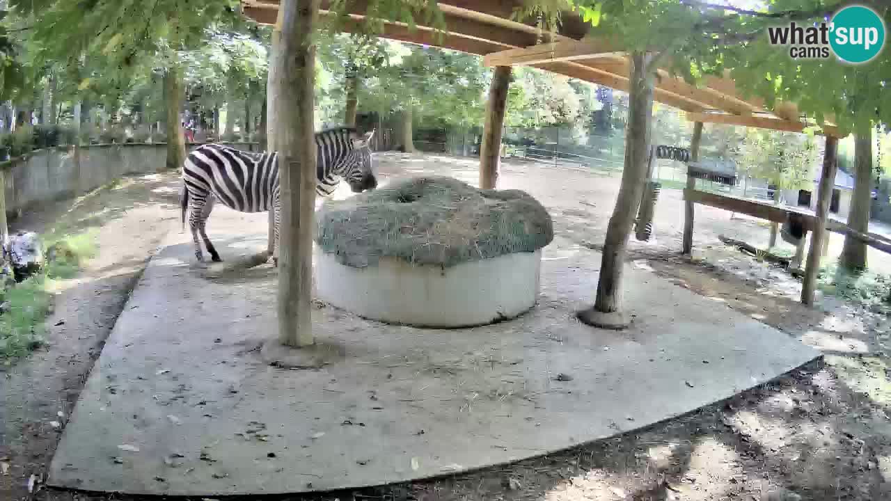 Zebre v živo v živalskem vrtu Ljubljana ZOO spletne kamere