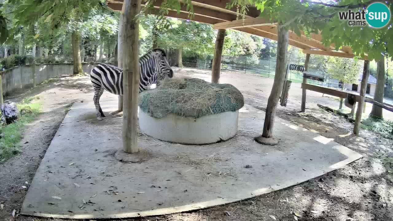 Camera en vivo Cebras in Ljubljana ZOO – Eslovenia