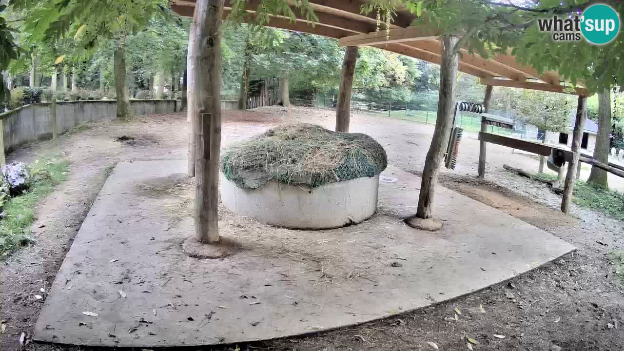 Zebre v živo v živalskem vrtu Ljubljana ZOO spletne kamere