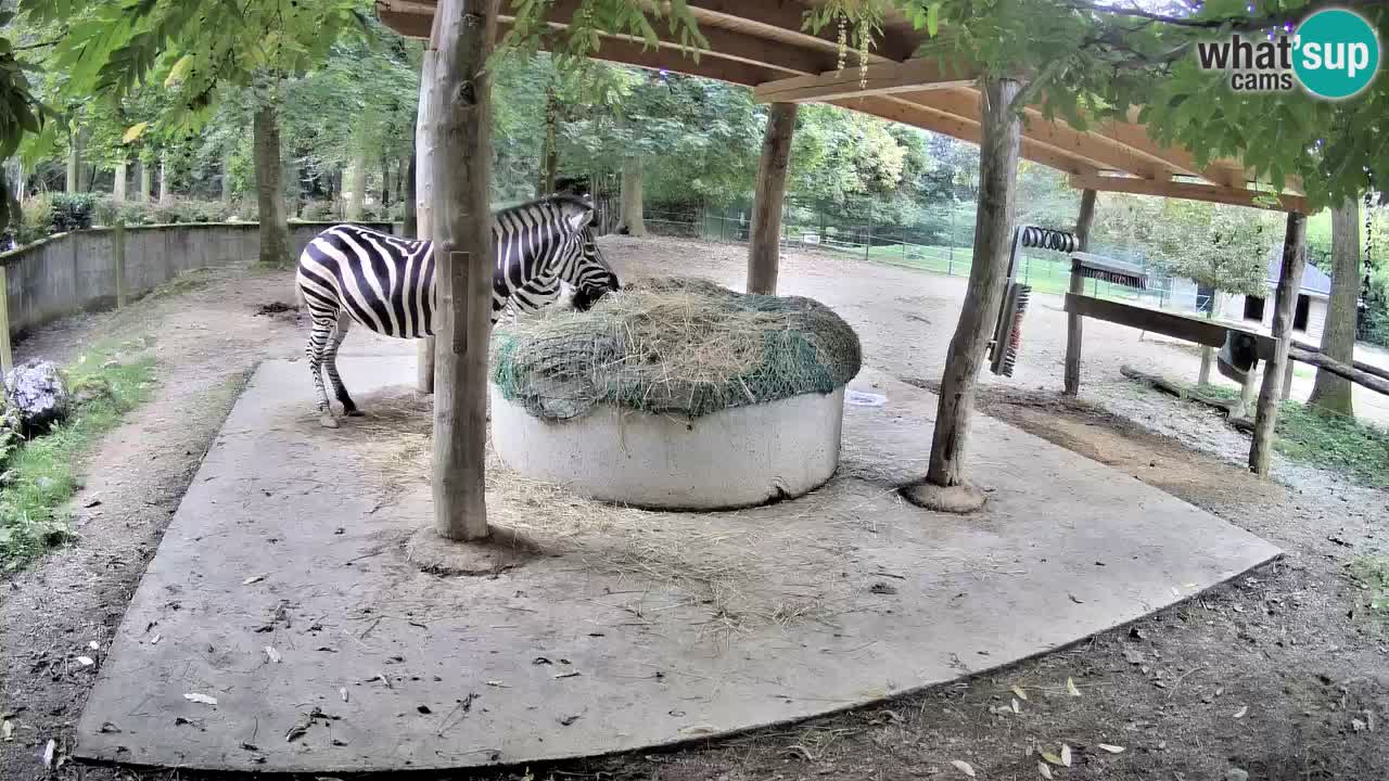 Live webcam Zebras in Ljubljana ZOO – Slovenia