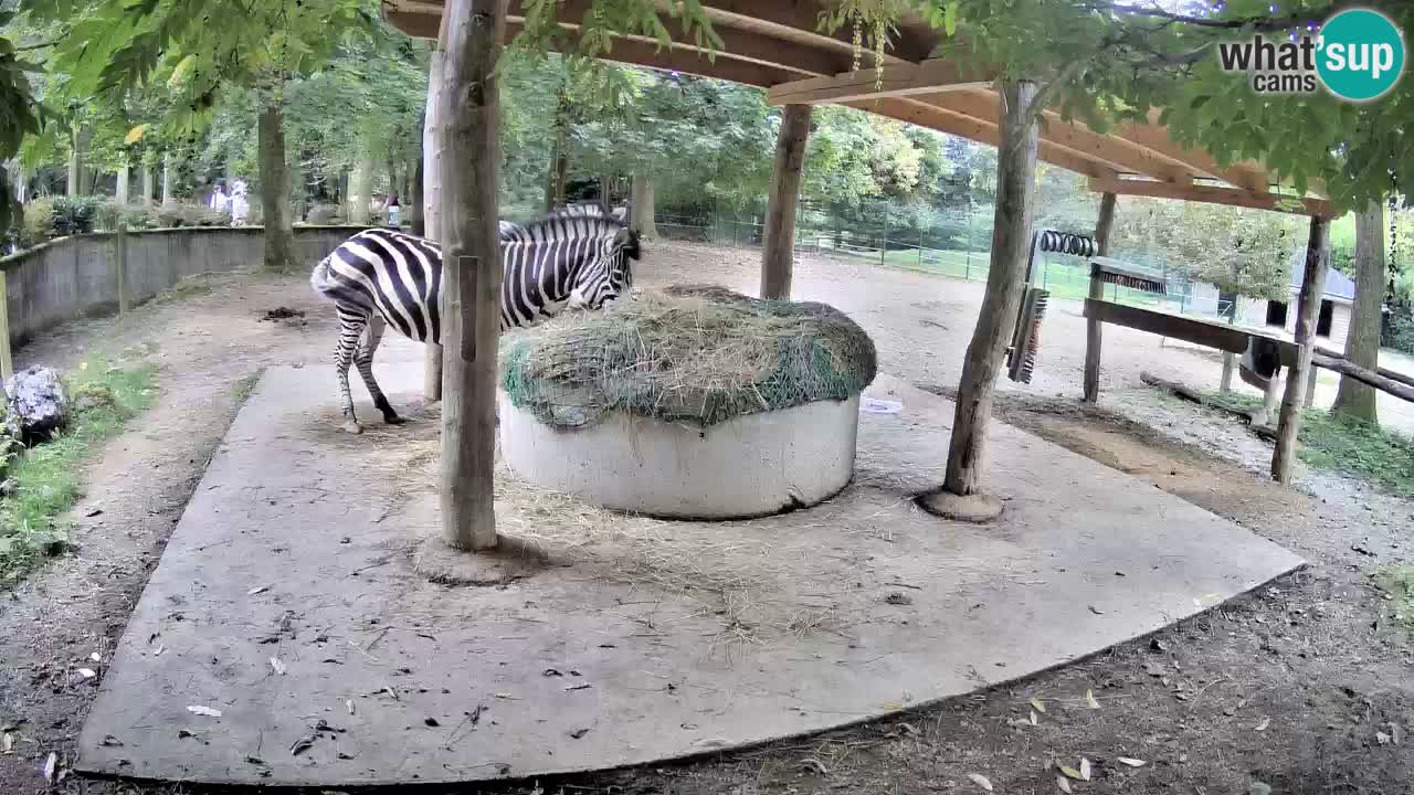 Live webcam Zebras in Ljubljana ZOO – Slovenia