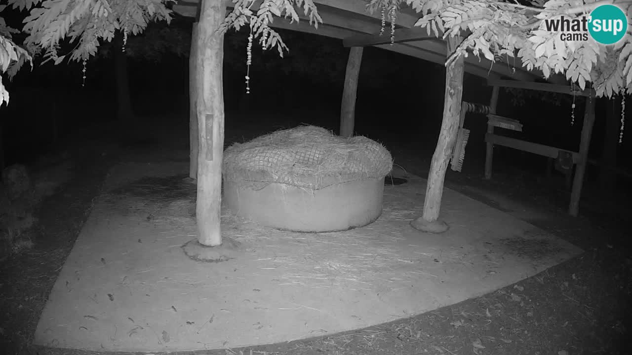 Live Webcam Zebras in Ljubljana ZOO – Slowenien